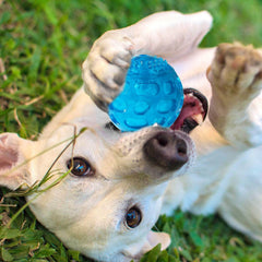 KUTKUT Combo of 2 Dura Squeak Dog Balls (Interactive Dog Toy That Float & Squeak) Squeaky Balls for Playing, Great Alternative to Traditional Labrador, Golden Retriever Dog Tennis Balls - kut
