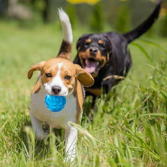 KUTKUT Combo of 2 Dura Squeak Dog Balls (Interactive Dog Toy That Float & Squeak) Squeaky Balls for Playing, Great Alternative to Traditional Labrador, Golden Retriever Dog Tennis Balls - kut