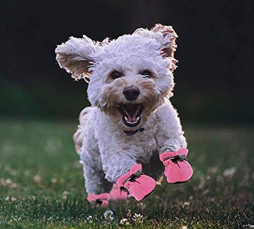 KUTKUT 8Pcs (2Sets) Washable Small Dog Shoes | Rain &Snow Dog Booties | Breathable Paw Protector, Upgraded Anti-Slip Soft Soled Dog & Cat Boots for Shihtzu, Poodle, Bichon etc - kutkutstyle
