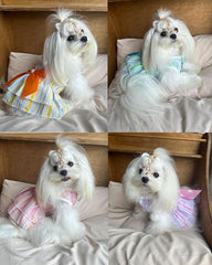 KUTKUT Small Dog Cat Girl Dress Cute Bowknot Tutu Dress Striped Button Open Dog Clothes for Small Dogs Girl Toypom, Yorkshire, Mltese Cat Pet Apparel