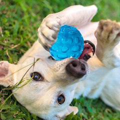 KUTKUT Dura Squeak Dog Ball, Interactive Dog Toy That Float & Squeak, Squeaky Dog Ball for Playing, Fetching & Retrieving - Great Alternative to Traditional Dog Tennis Balls (Blue) - kutkutst