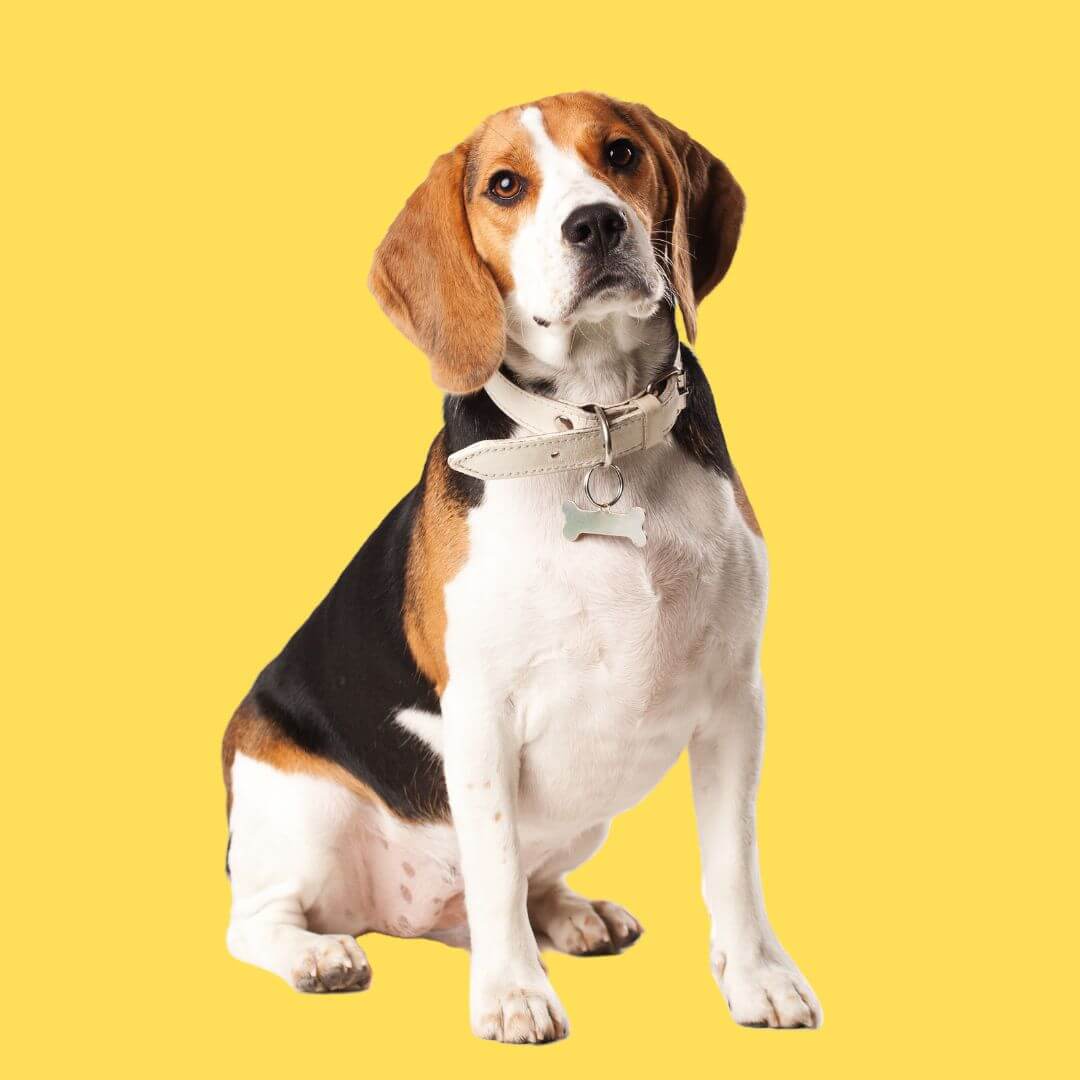 BEAGLE