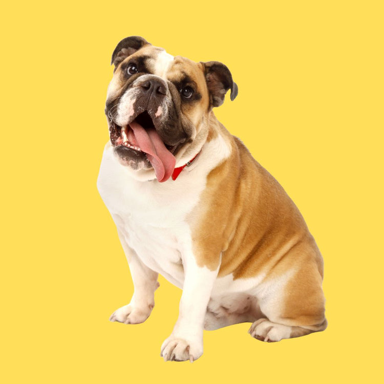 BULLDOG