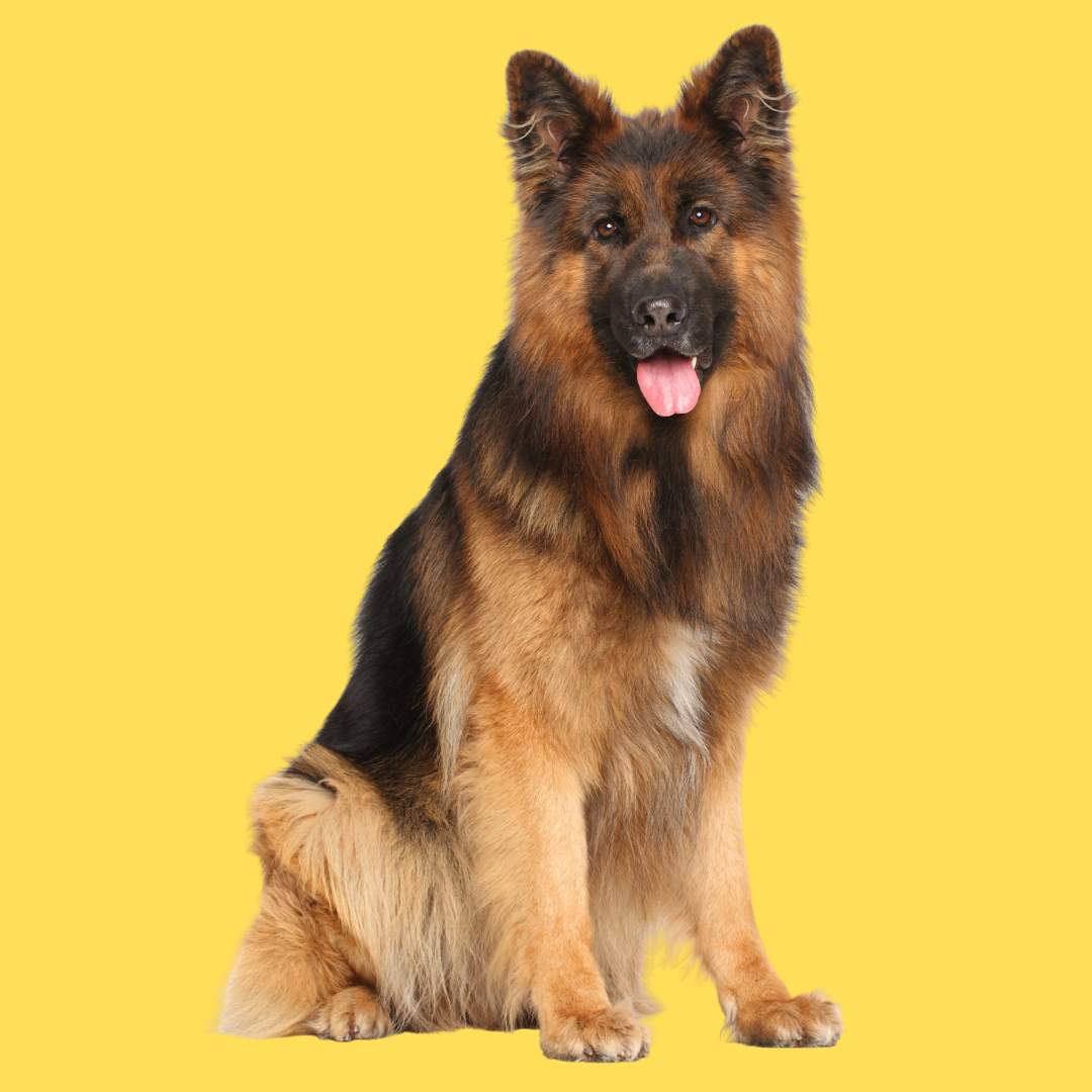 GERMAN SHEPHERD