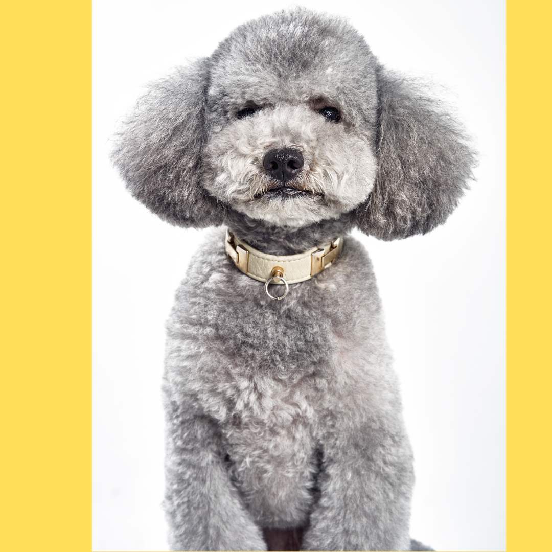 Poodle