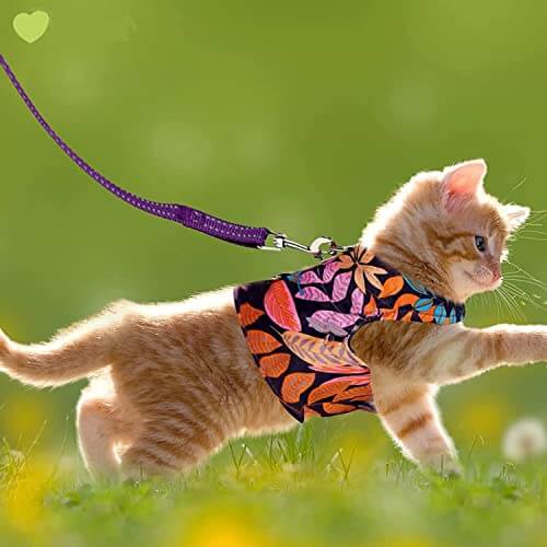 KUTKUT Cat Harness and Leash Set for Walking Harness Soft Mesh Harness 2Pcs Adjustable Cat Vest Harness with Reflective Strap Comfort Fit for Pet Kitten Puppy - kutkutstyle