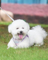 KUTKUT Step-in Air Small Dog Cat Harness-All Weather Mesh,Reflective,No Pull Harness for Puppies,Small Dogs,Kitten & Cats-Secure with Hook & Loop Fastener,Buckle,Double D-Rings ( Purple )