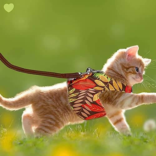 KUTKUT Combo of 2Pcs Cat Harness and Leash for Walking Escape Proof Air Mesh Fabric Outdoor Walking Vest with Reflective Strips for Cute Kittens and Small Puppies - kutkutstyle