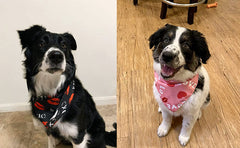 KUTKUT Valentines Day Dog Bandana | Reversible Dog Triangle Scarf | Dog Wedding Bandana Lips Print Pet Kerchief Accessories for Large Medium Small Dogs Cats Pets (Size: 70 x 48 x 48 cm) - kut