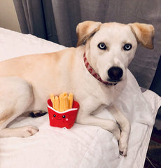 KUTKUT Squeaky Dog Toys, Non-Toxic and Safe Chew Toys for Puppy with Funny Food Shape, Durable Interactive Crinkle Plush Dog Toy French Fries Plush Dog Toy for Small Medium Dogs - kutkutstyle