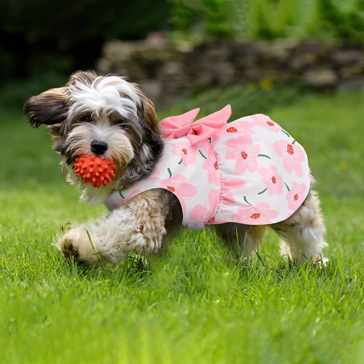 KUTKUT Cute Floral Pattern Dog Dress with Lovely Bow Pet Apparel Dog Clothes for Small Breed Dogs & Cats | Puppy Summer Dress Birthday Pet Apparel Dress KUTKUT Cute Floral Pattern Dog Dress with Lovely Bow Pet Apparel Dog Clothes for Small Breed Dogs & Cats | Puppy Summer Dress Birthday Pet Apparel Dress