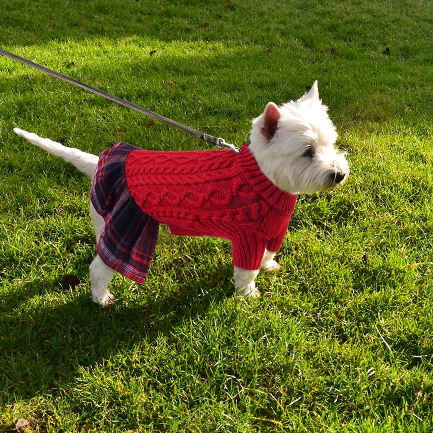 Cold Weather Snow Westie Westie Dog Westie Jumper West Highland