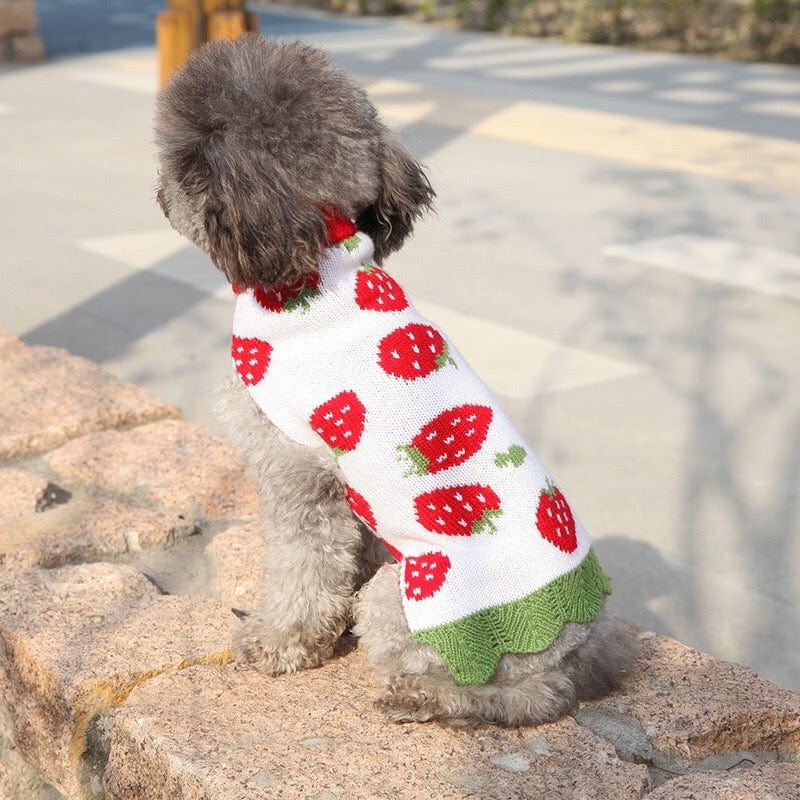 KUTKUT Puppy Dog Cat Knitted Sweater | Breathable Crochet Knit Pullover |Jumper for Small Dogs, Shih Tzu, Pug, Yorkie etc. and Cats (Multicolor)-Clothing-kutkutstyle