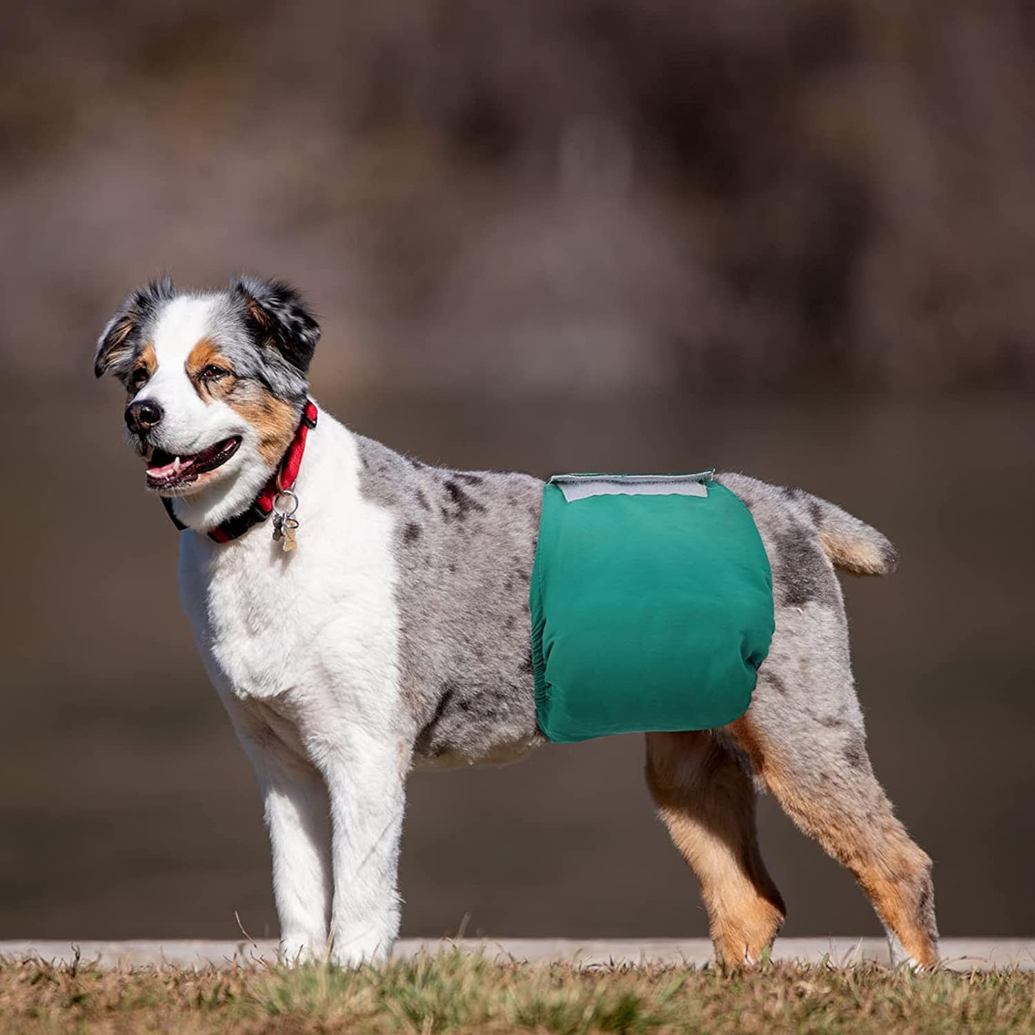 KUTKUT Dog Diapers Male, Reusable Belly Bands for Male Dogs Wraps Highly Absorbent Diapers for Dog, Waterproof Super Absorbent Puppy Wraps Cover