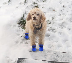 KUTKUT Dog Boots Paw Protector, Anti-Slip Dog Shoes Pet Booties with Reflective Straps for Small Dogs - kutkutstyle