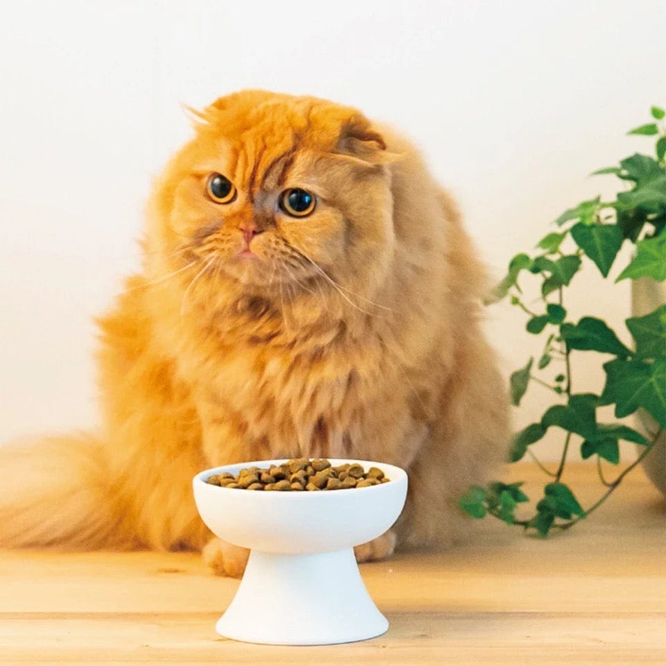 KUTKUT Raised Cat Food Bowl, Elevated Cat Bowl, Anti-Vomit Cat Food Bowl for Indoor Cats - Ceramic Cat Feeder, Whisker-Friendly, Cat Dish Feeding, Whisker Fatigue Cat Food Dish(Pink)-feeding essentials-kutkutstyle