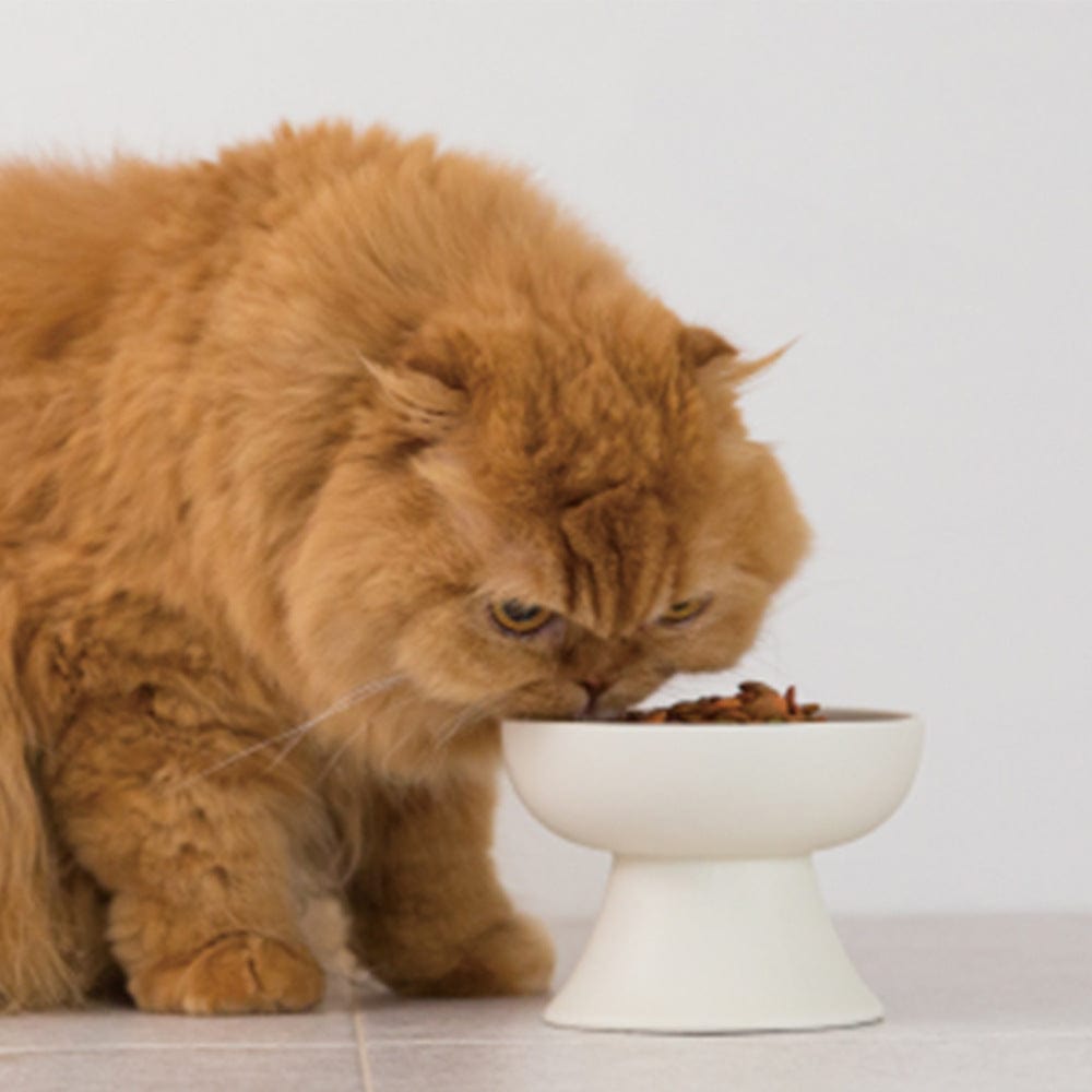 KUTKUT Raised Cat Food Bowl, Elevated Cat Bowl, Anti-Vomit Cat Food Bowl for Indoor Cats - Ceramic Cat Feeder, Whisker-Friendly, Cat Dish Feeding, Whisker Fatigue Cat Food Dish(Off White)-feeding essentials-kutkutstyle