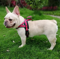 KUTKUT No Pull Heavy Duty Quick Fit Dog Strap Harness with Matching Leash | Adjustable Basic Step in Nylon Halter Harness and Leash for Small Dogs - kutkutstyle