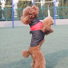 KUTKUT Waterproof and Warm Padded Zipper Winter Jackets for Dogs and Cats - kutkutstyle