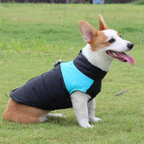 KUTKUT Waterproof and Warm Padded Zipper Winter Jackets for Dogs and Cats - kutkutstyle
