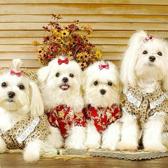 KUTKUT 40Pcs Assorted HandmadeDog Cat Hair Bows Small Dog Cat Hair Clips Cute Puppy Dog Small Bowknot Hair Bows with Metal Clips Handmade Hair Grooming Clips for Yorkshire, Bichon Frise etc -