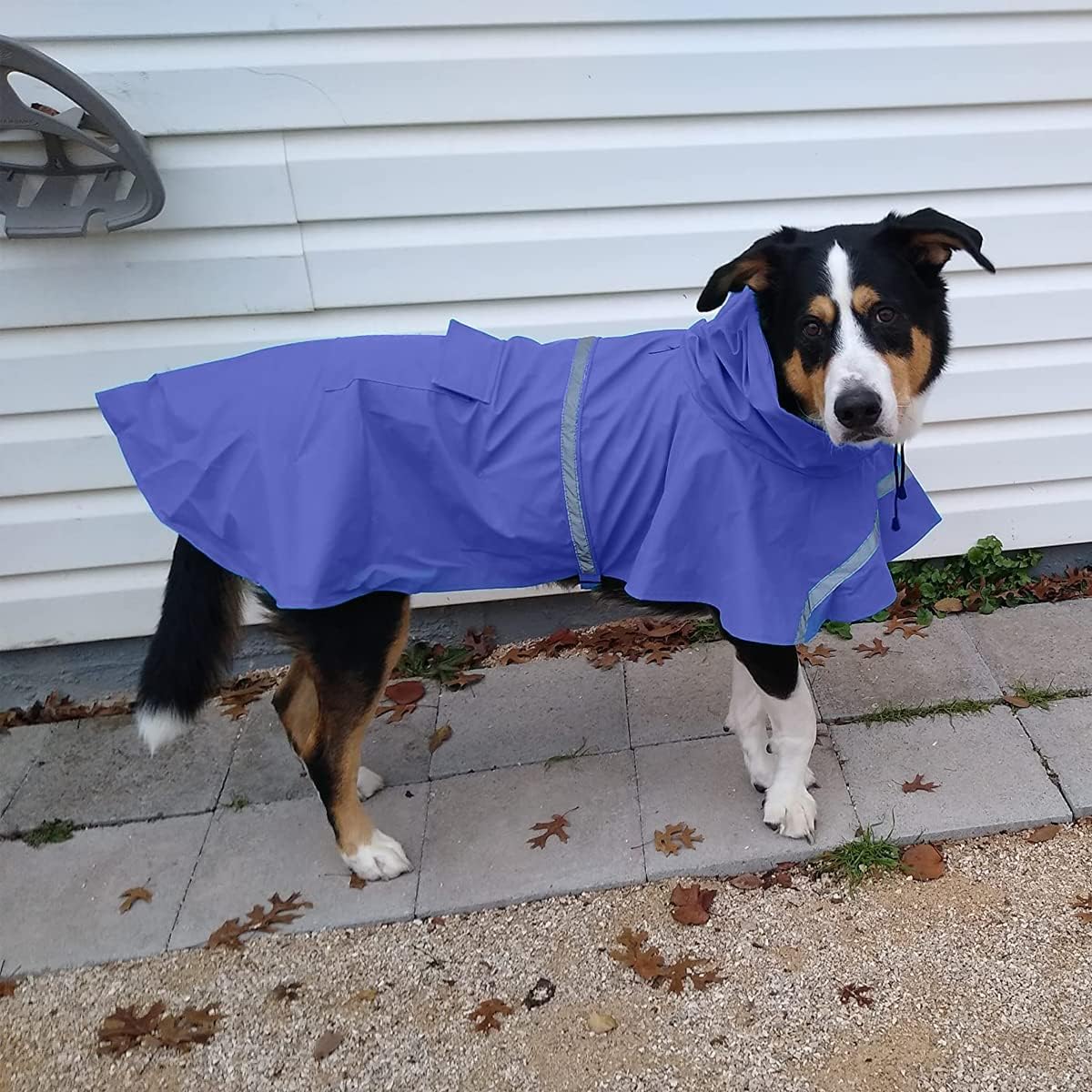 Raincoat Dog Coats Small Breeds Cloudy Dog Raincoats Pack Of