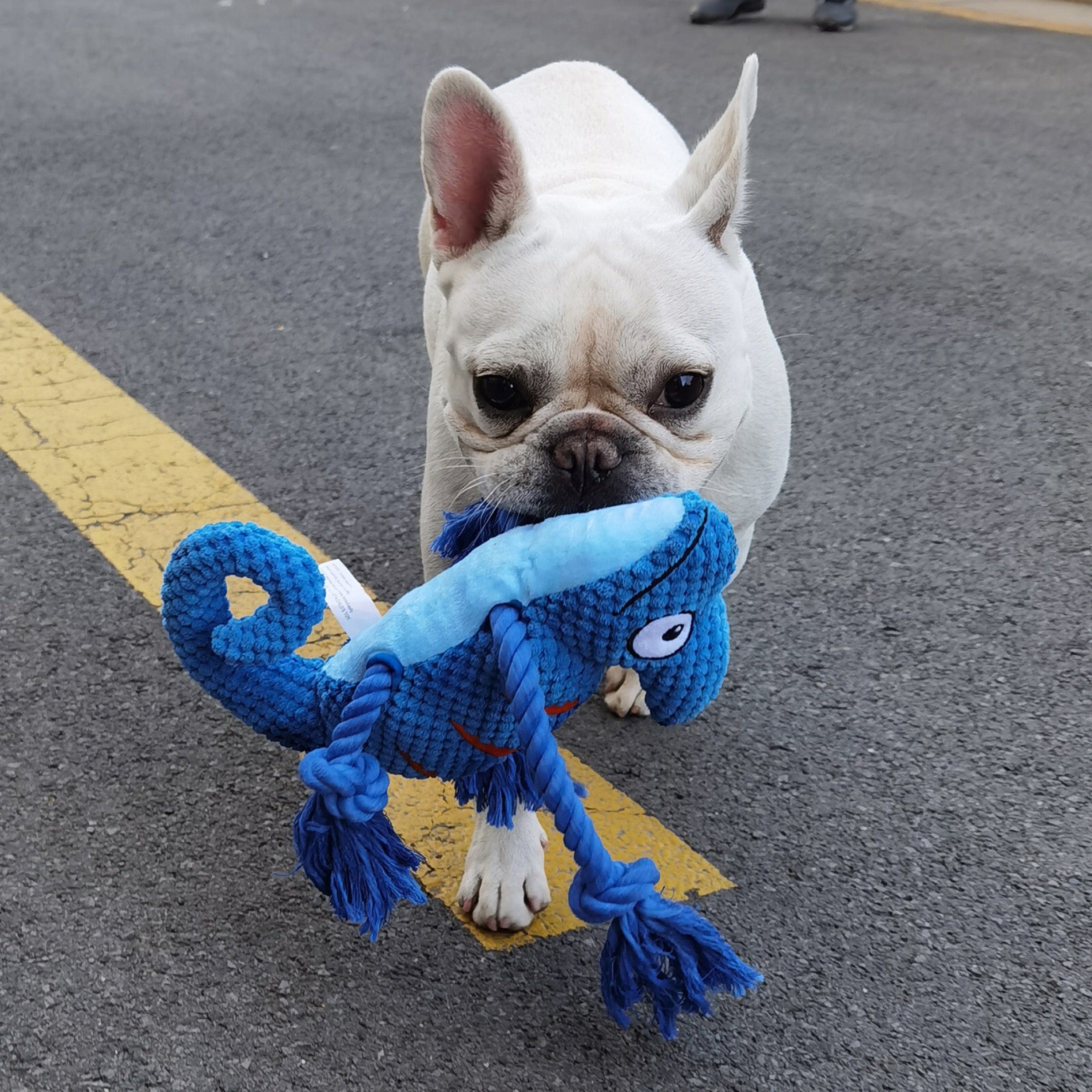 KUTKUT Squeaky Plush Stuffed Chameleon Knotted Cotton Rope Interactive Dog Toy - kutkutstyle