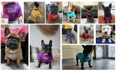 KUTKUT Combo of 2 Pet Dog Breathable Stretchy Round Neck T-Shirt | Pet Puppy Cats Dog Summer Soft Cotton Tshirt | Pug, French Bulldog Dog Shirt - kutkutstyle