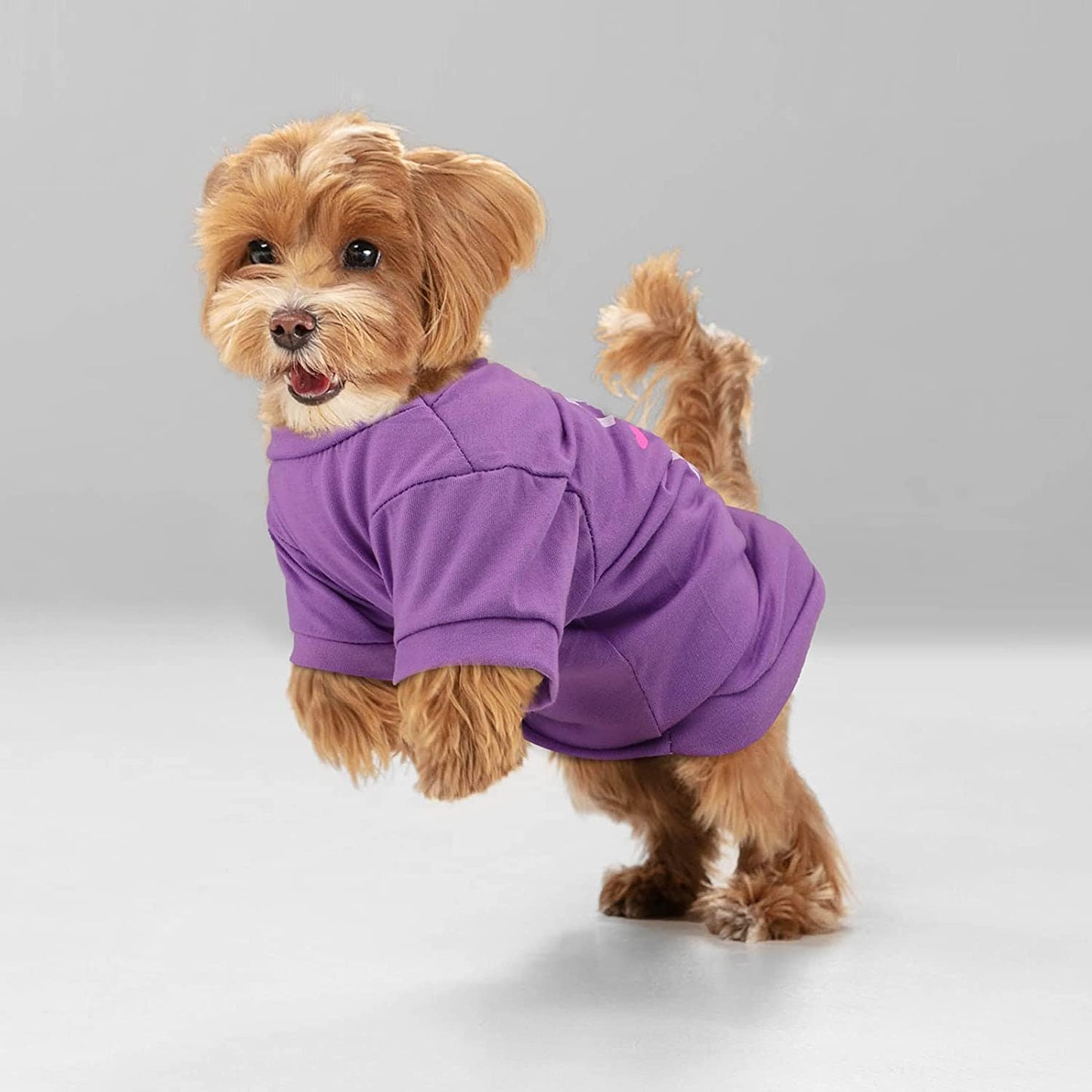 KUTKUT Small Dog & Cat Cotton T Shirt | Breathable I Give Free Kisses Printed Half Sleeve T Shirt for Small Dogs Maltese, Papillon, Shihtzu, Cats(Purple, Size: L, Chest Girth 45cm, Back Length 35cm)-T-Shirt-kutkutstyle