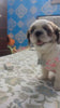 KUTKUT Cute Floral Pattern Dog Dress with Lovely Bow Pet Apparel Dog Clothes for Small Breed Dogs & Cats | Puppy Summer Dress Birthday Pet Apparel Dress