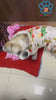 KUTKUT Dog Pajamas Coat Cat PJSJumpsuit Soft Velvet Doggie Jumpers Onesies Jammies Fleece Cat Apparel Pet Clothes Warm Flannel Cold Weather Puppy Small Dogs Rompers (Multicolor)
